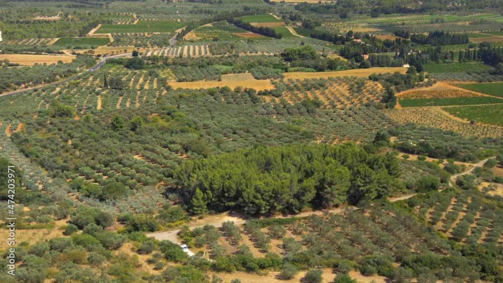 Olive groves near Les Baux de Provence, in France