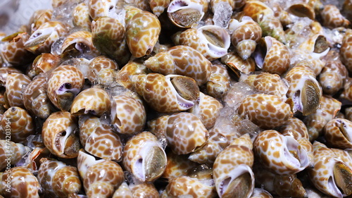 Babylon fresh frozen. Spiral babylon snail: (Babylonia spirata) Background of brown scallop on a stall in a traditional Thai fishing market. selective focus  photo