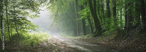 Pathway in a majestic forest. Natural tunnel. Mighty tree silhouettes. Fog, sunbeams, soft sunlight. Atmospheric dreamlike summer landscape. Pure nature, ecology, fantasy, fairytale