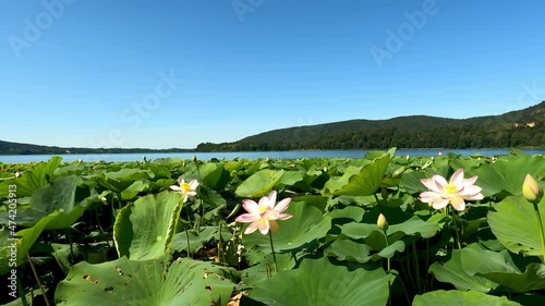 Pink Lotus Flowers on Lake Comabbio. photo