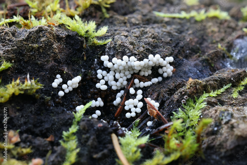 Trichia varia, a slime mold from Finland, no common English name Trichia varia, a slime mold from Finland, no common English name