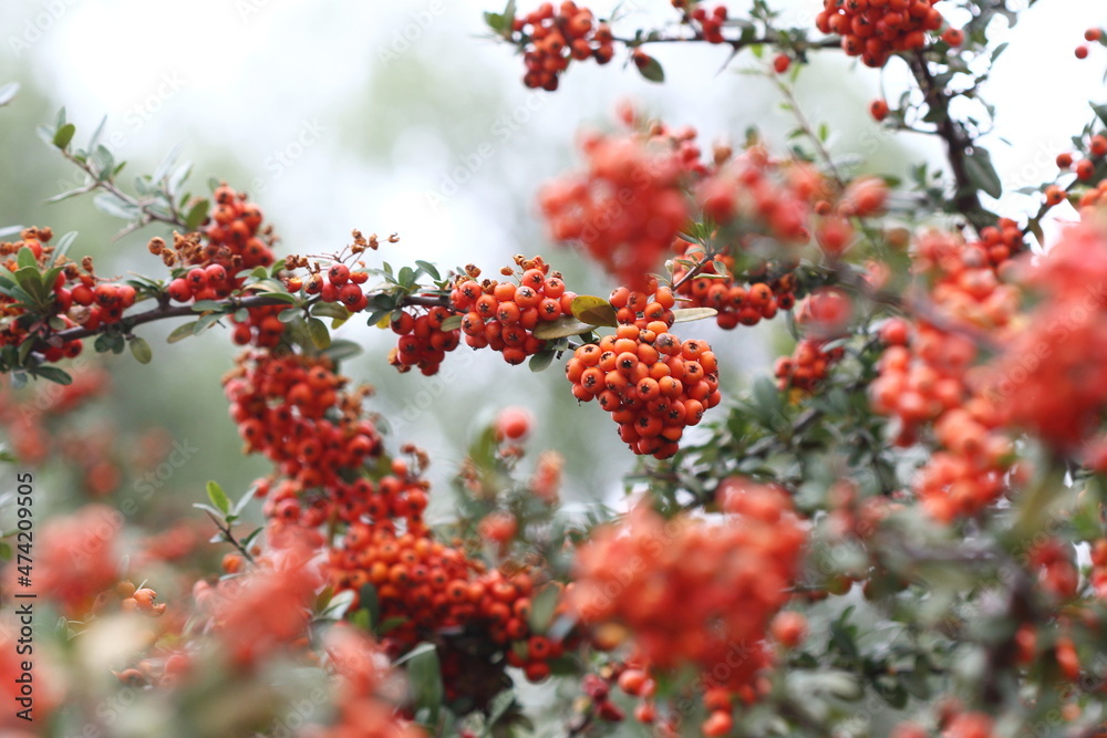 Pyracantha coccinea  (scarlet firethorn) is known as a medicinal plant 