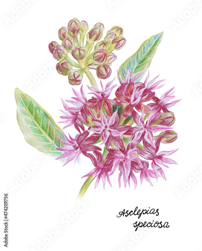 Asclepias flower photo
