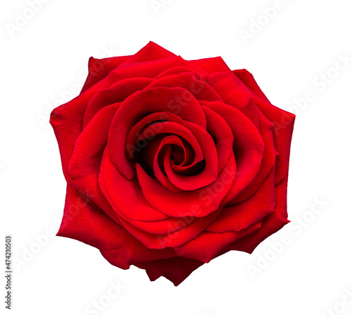 Red rose flower isolated on white background..
