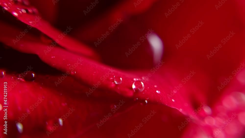 Schärfeverlagerung von Wassertropfen auf Rosenblüten in Makroaufnahme Schärfeverlagerung von Wassertropfen auf Rosenblüten in Makroaufnahme