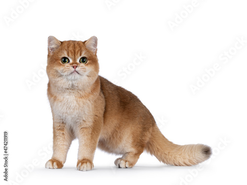 Cute golden shaded British Shorthair cat kitten, standing side wayy. Looking towards camera with big round eyes. Isolated on a white background.