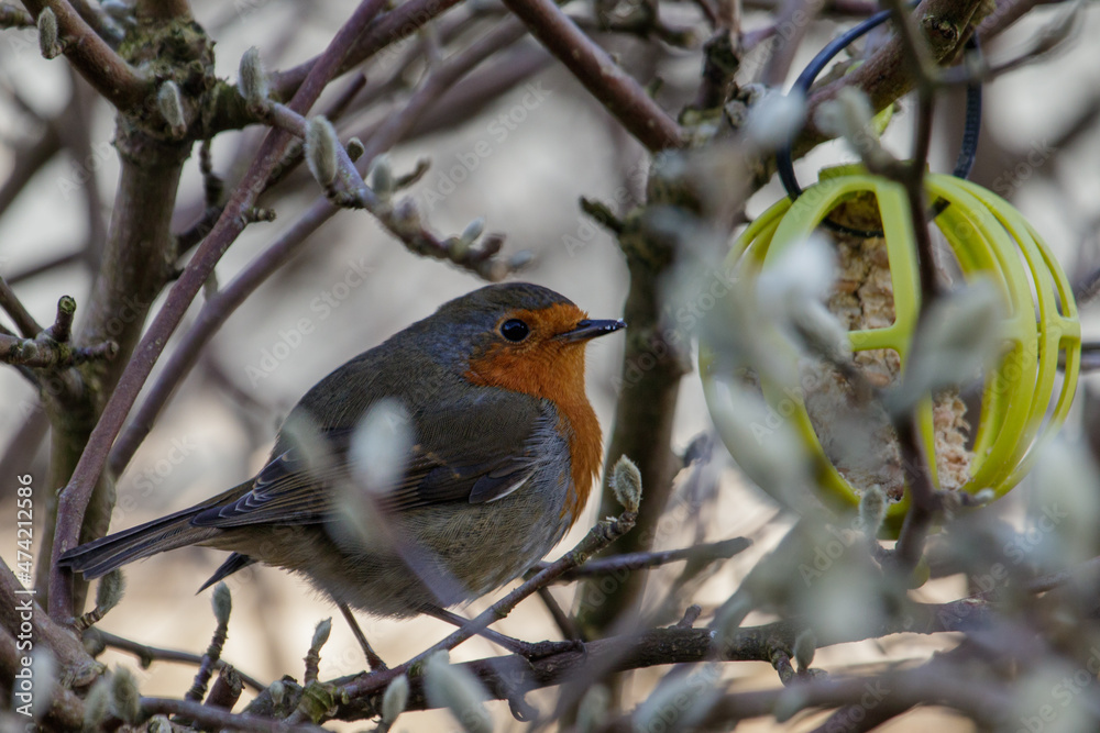 Robin feasts on a bird feeder filled with fat and seed. Robin feasts on a bird feeder filled with fat and seed.