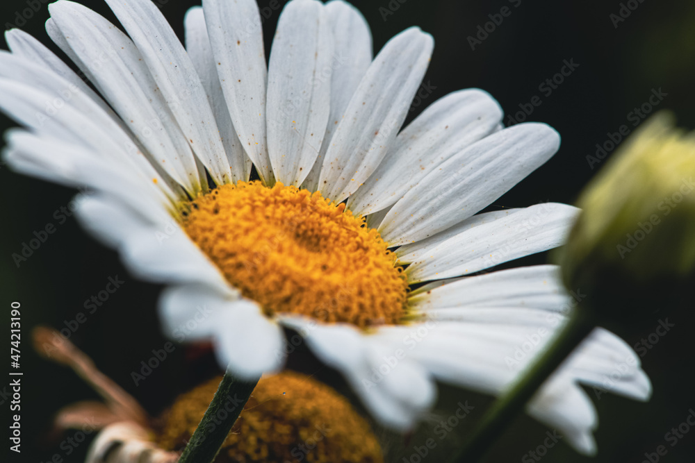 Fototapeta premium Chamomile close-up. Summer. Green background 