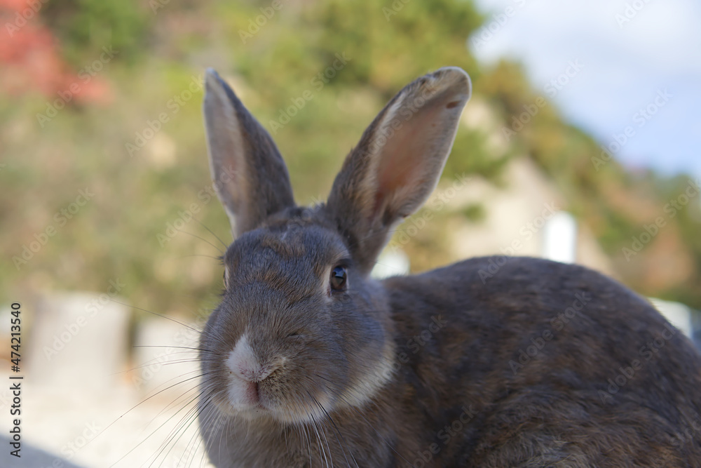 Fototapeta premium white rabbit on the grass