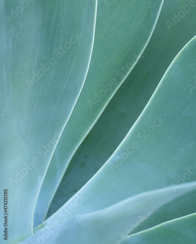 Closeup of portion of a blueish green succulent plant