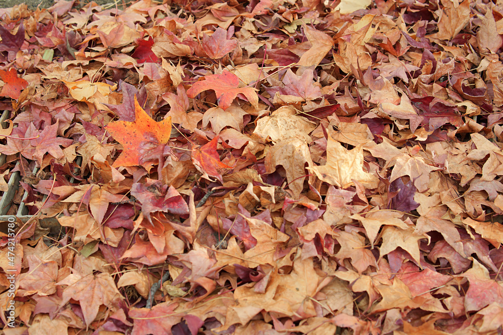 autumn leaves background autumn leaves background