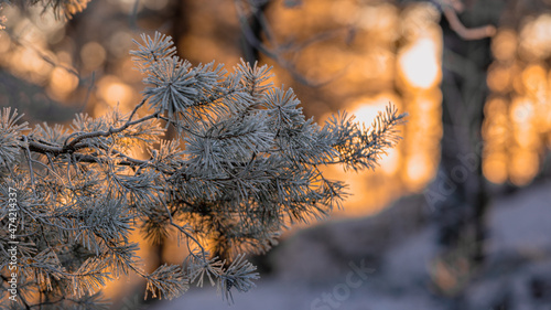 Pine branches covered in beautiful hoar frost backlit by a golden colored sunset in the forest