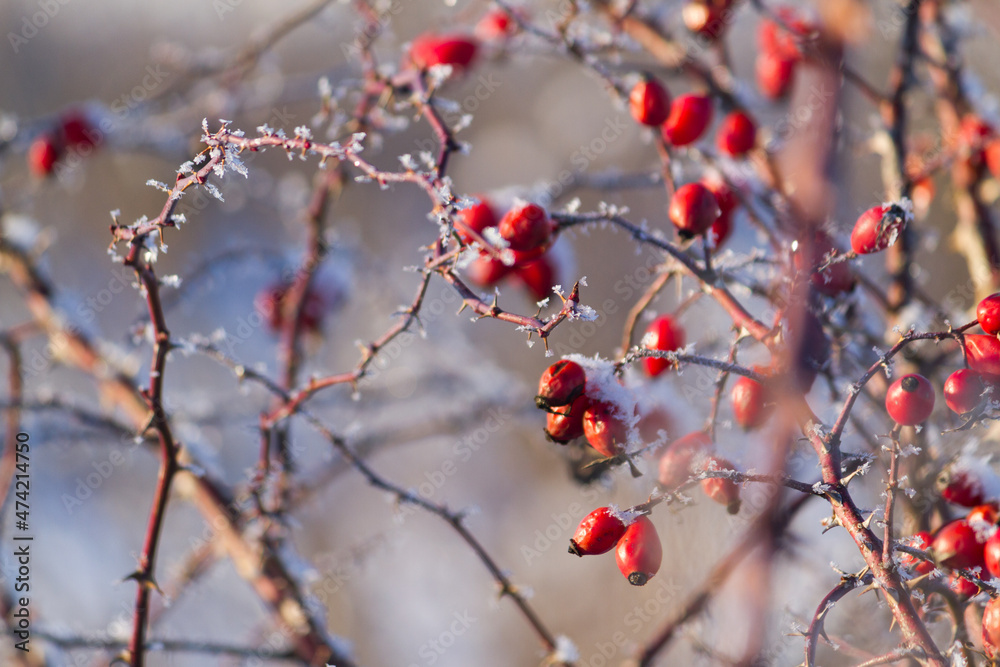 Rose hip bush with red berries in snow and frost dew on cold winter day Rose hip bush with red berries in snow and frost dew on cold winter day