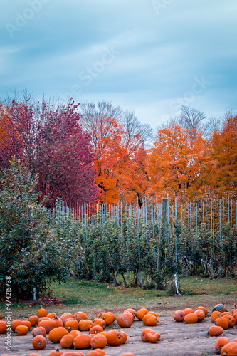Pumpkin patch at an orchard in the fall