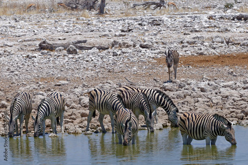 Zebras am Wasserloch