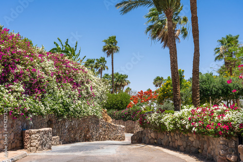 Empty road with colorful flowers on the street of Egypt in Sharm El Sheikh