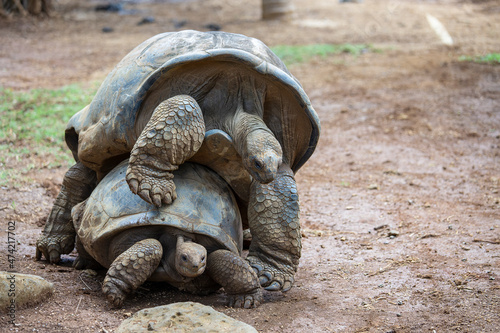 The Seychelles giant tortoise or aldabrachelys gigantea hololissa, also known as the Seychelles domed giant tortoise. Two giant turtles, making love in island Mauritius photo