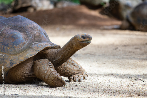 The Seychelles giant tortoise or aldabrachelys gigantea hololissa, also known as the Seychelles domed giant tortoise. Giant turtle in island Mauritius © OlegD