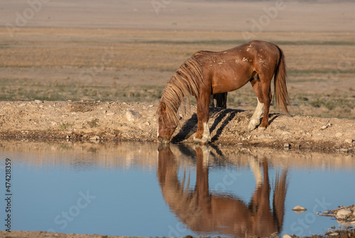 Wild Horse Reflected in a Utah Desert Waterhole