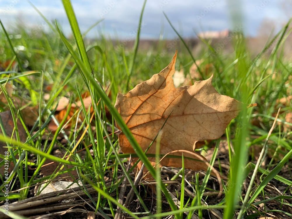 blue sky with white clouds green grass and fallen yellow leaves in autumn blue sky with white clouds green grass and fallen yellow leaves in autumn