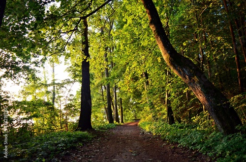 Fototapeta Naklejka Na Ścianę i Meble -  Las w Mikołajkach o poranku 