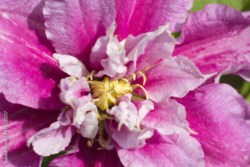 Close-up of a double flower of clematis piilu