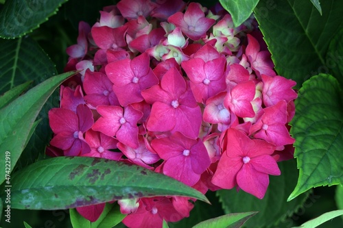 Ortensia fiorita in florido cespuglio photo