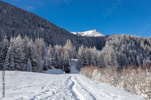Winter landscape with snow and frosted pine tree forest during sunny day with clear blue sky. - Grand Paradis Natural Reserve - Cogne, Aosta Valley, Italy