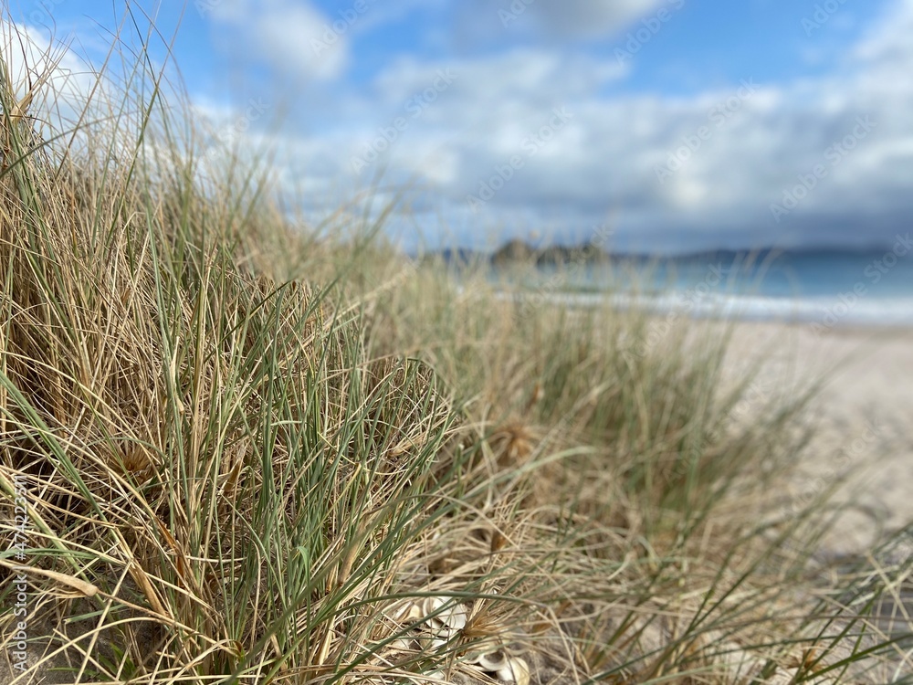Fototapeta premium grass on the beach