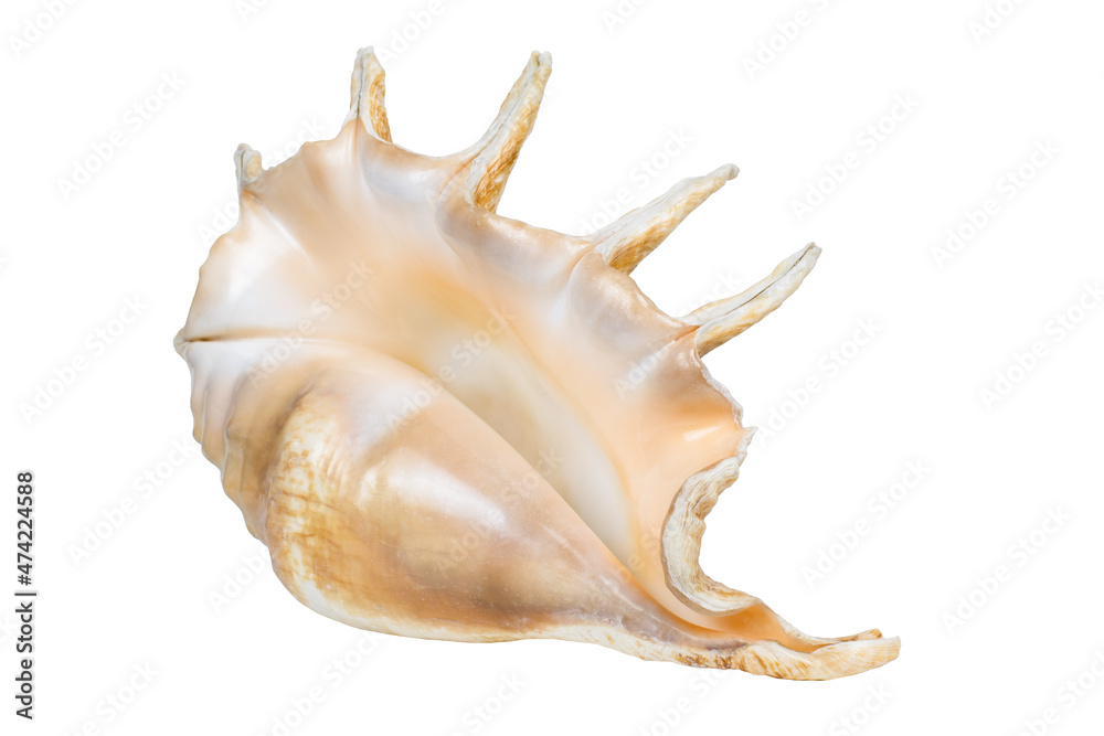 Marine, large shell isolated on a white background Marine, large shell isolated on a white background