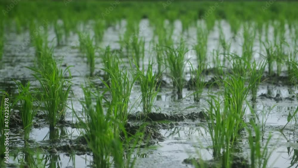 The peaceful and tranquil landscape of lots of same green plants, natural rice cultivation field on water The peaceful and tranquil landscape of lots of same green plants, natural rice cultivation field on water