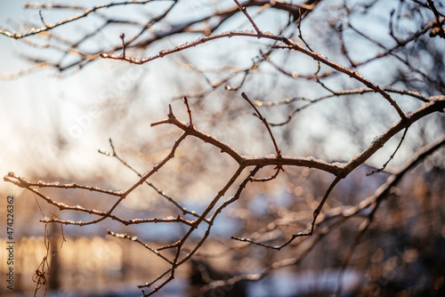 Naked leafless tree branches covered with frost and snow winter background