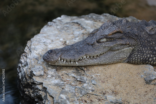 Close up head crocodile is sleep on the rock near rhe river