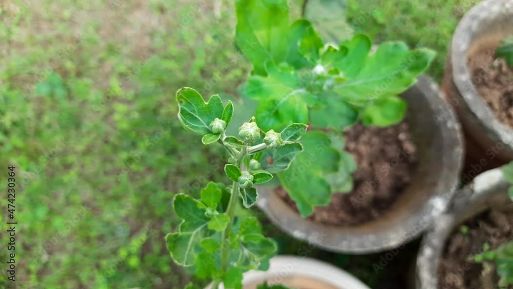 Chrysanthemums flower buds in autumn garden. Blossoming a chrysanthemums. Chrysanthemums sometimes called mums or chrysanths, are flowering plants of the genus Chrysanthemum in the family. Chrysanthemums flower buds in autumn garden. Blossoming a chrysanthemums. Chrysanthemums sometimes called mums or chrysanths, are flowering plants of the genus Chrysanthemum in the family.