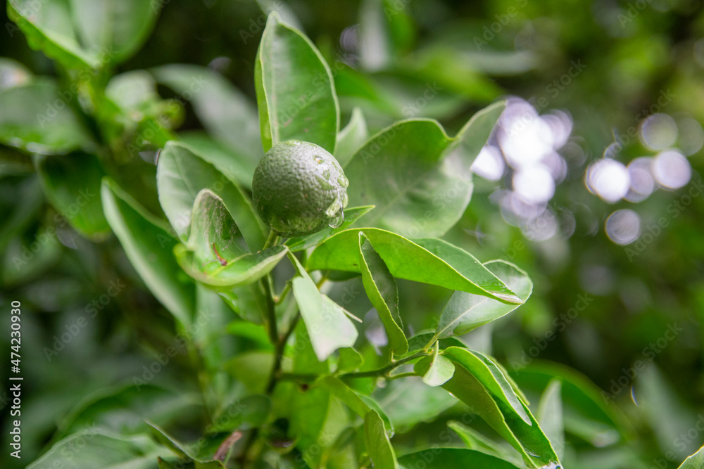 SMALL GROWING ORANGE ON GREEN TREE ON A CLOUDY DAY WITH RAIN DROPS SMALL GROWING ORANGE ON GREEN TREE ON A CLOUDY DAY WITH RAIN DROPS