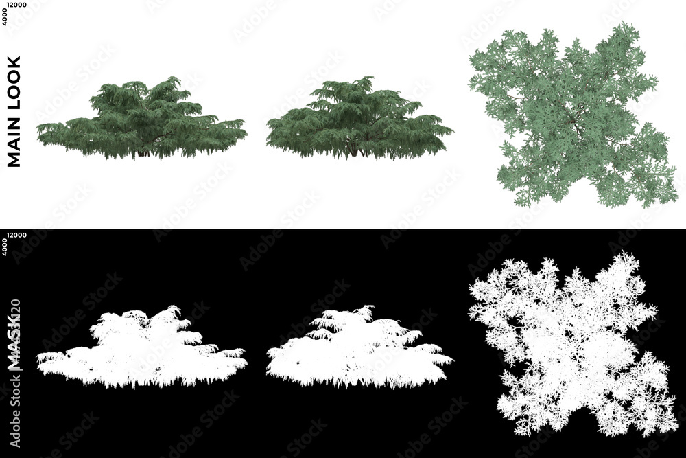 3D Rendering of Front, Left and Top view of Tree (Cedrus Deodara) with alpha mask to cutout and PNG editing. Forest and Nature Compositing.
3D Rendering of Front, Left and Top view of Tree (Cedrus Deodara) with alpha mask to cutout and PNG editing. Forest and Nature Compositing.