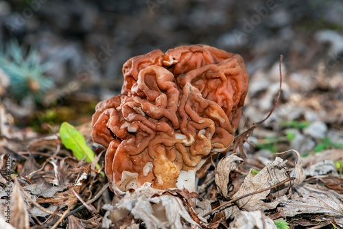 The morel mushroom makes its way through the dry foliage. Gifts of the forest in early spring.