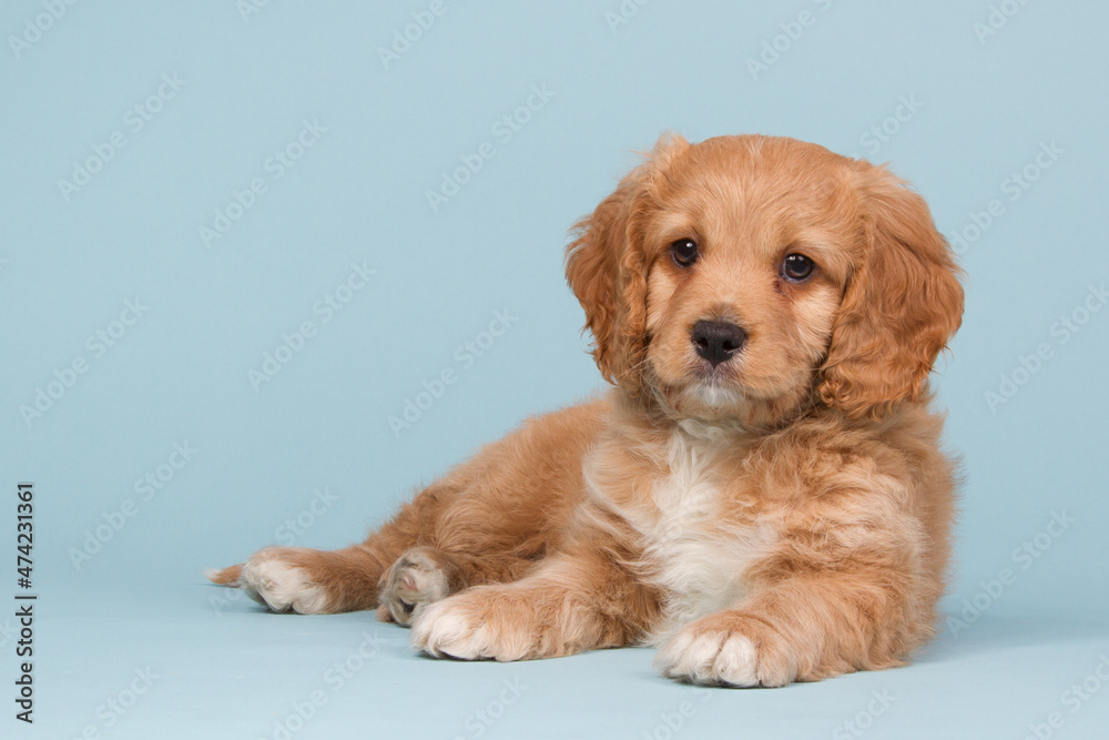 Apricot cavapoo puppy laying on a blue background