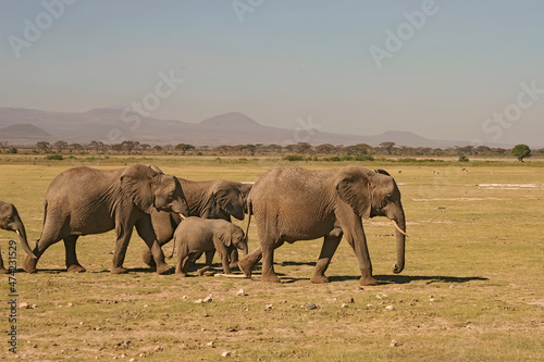 Famille El  phants   l  phanteaux Loxodonta africana au Kenya