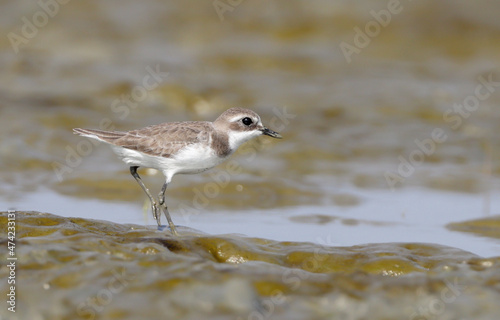 Lesser sand plover. lesser sand plover is a small wader in the plover family of birds.