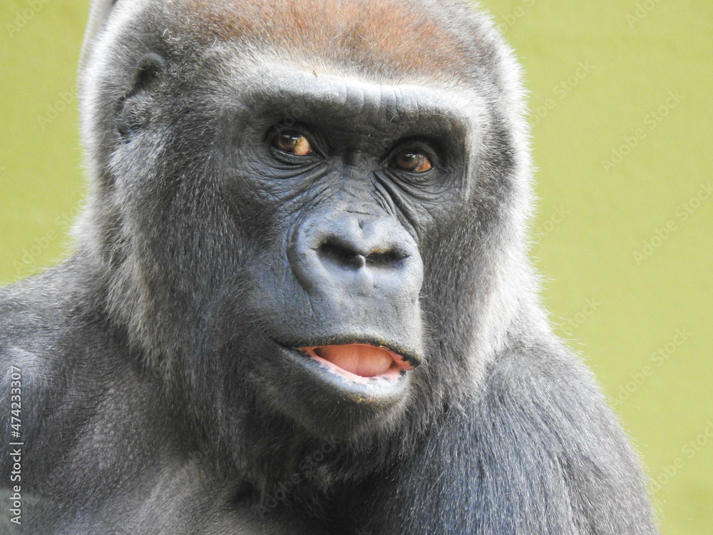Gorilla at the Knoxville zoo in Tennessee Gorilla at the Knoxville zoo in Tennessee