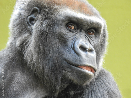 Gorilla at the Knoxville zoo in Tennessee © Lisa