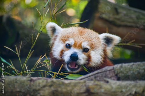 Red panda in the Knoxville Zoo in Tennessee