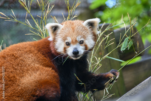 Red panda in the Knoxville Zoo in Tennessee