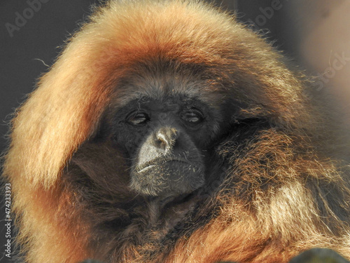 Photography Red spider monkey at a zoo in Knoxville, Tennessee