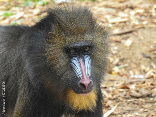 The face of a male Mandrill in a zoo 