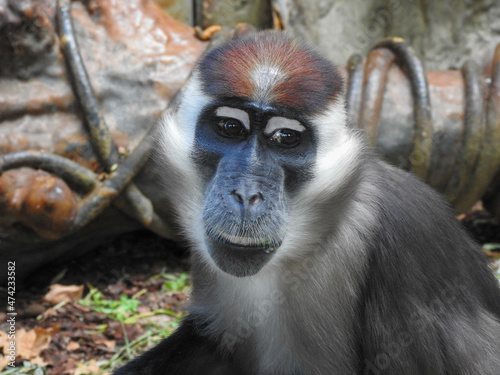 White collared Mangabey monkey in a zoo