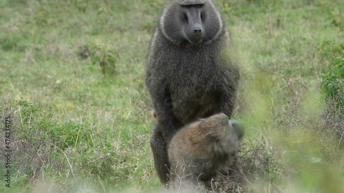  Baboons mating in the bush. photo