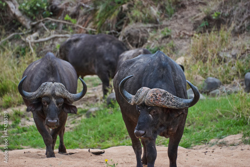 Herd of african cape buffalo standing in the bush © Jens