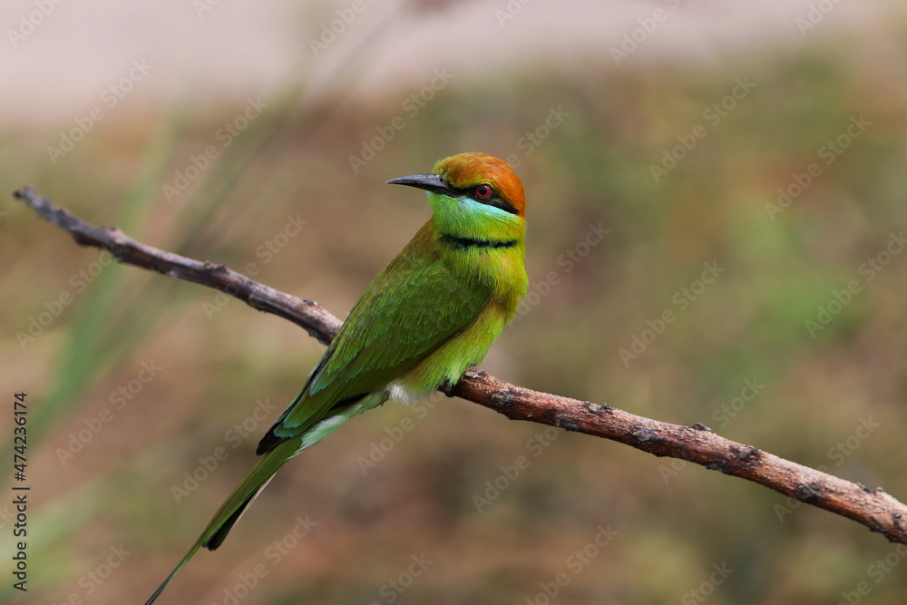 bee eater bird